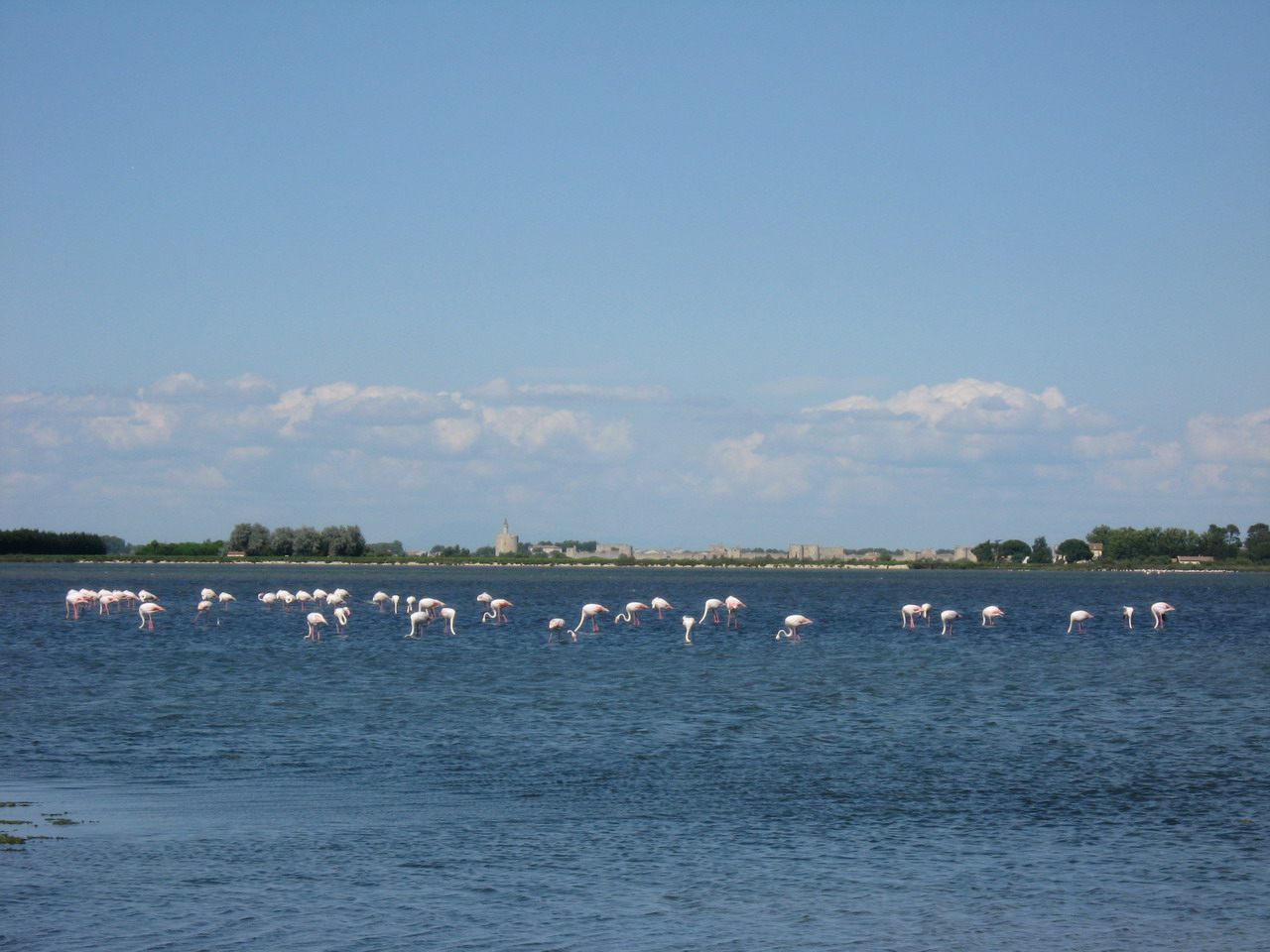 Flamingo's bij Le Grau du Roi met op achtergrond Aigues Mortes.