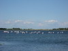 Flamingo's bij Le Grau du Roi met op achtergrond Aigues Mortes.