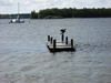 Veerse Meer - StijgertjeMetAalscholver.