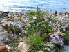 Veerse Meer - bloemen.